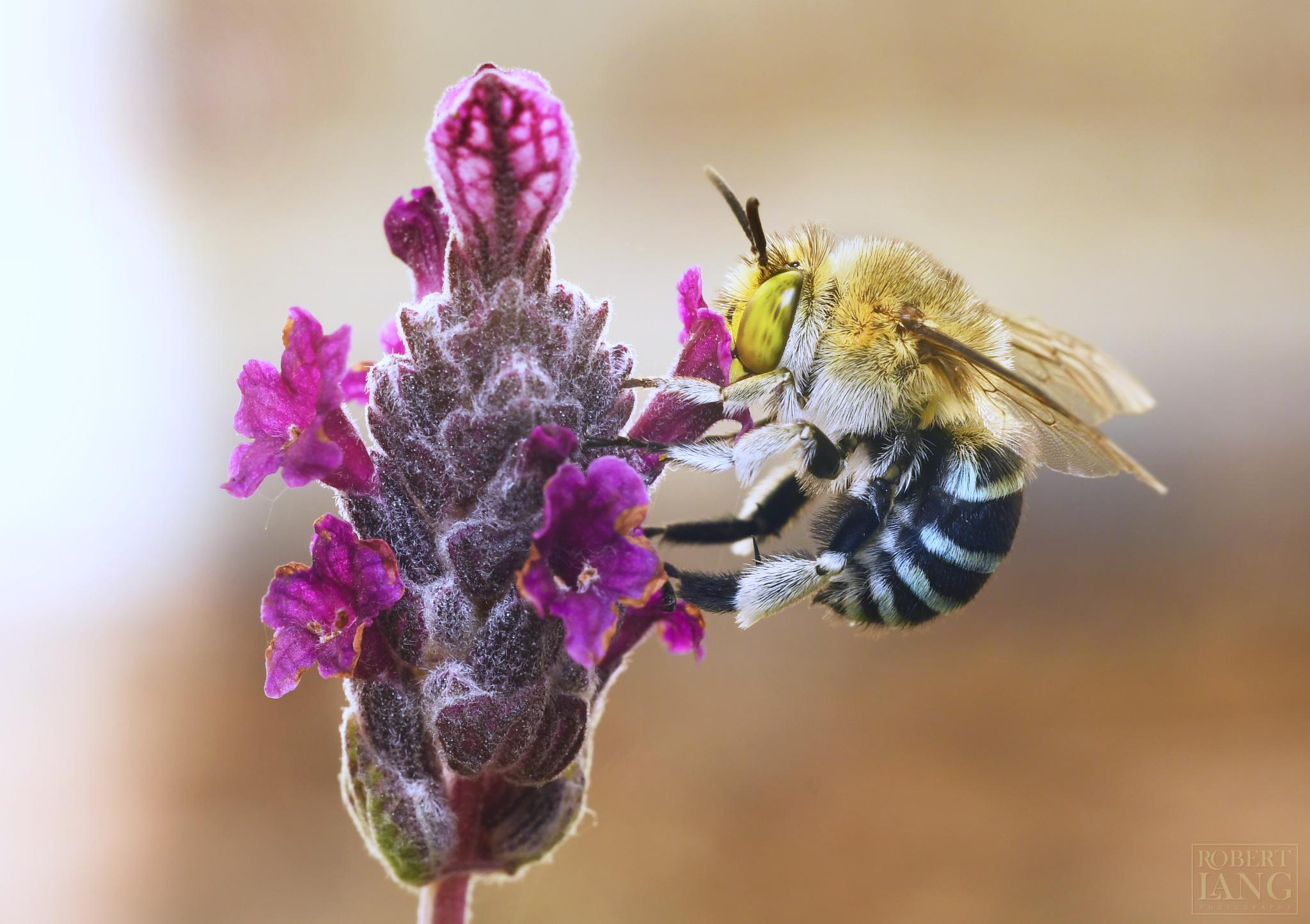 Lavender Bee